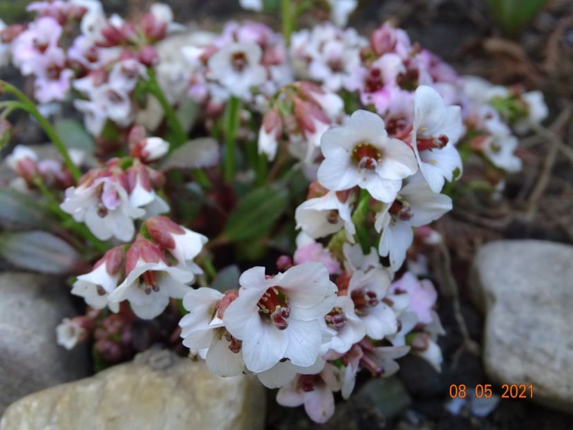 bergenia Dragonfly Angel Kiss - Primavara 2021