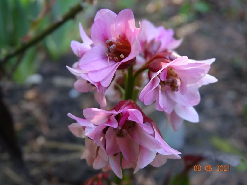 bergenia Pink Dragonfly - Primavara 2021