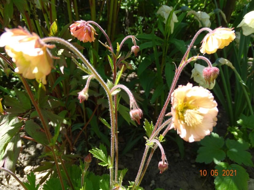 geum Censation Apricot Pearl - Primavara 2021