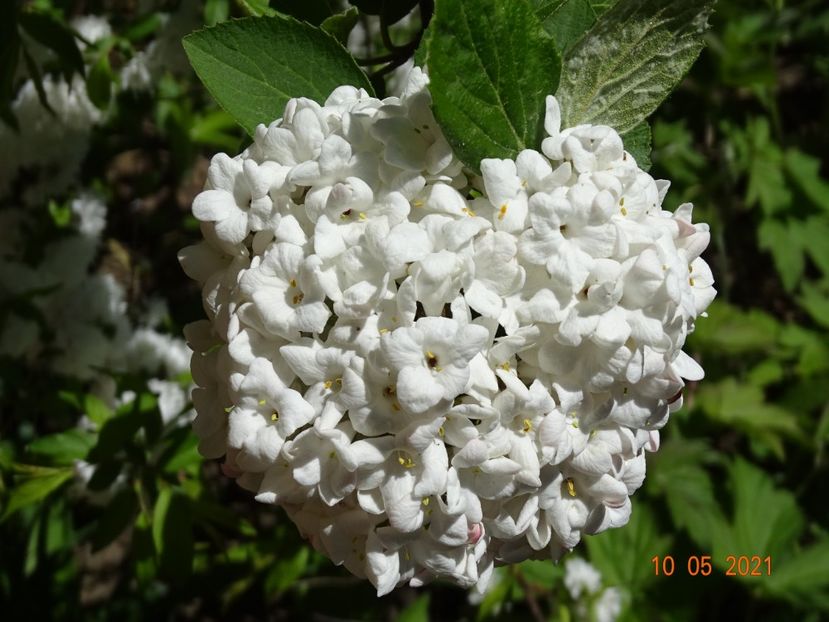  - Copacei si arbusti 2021