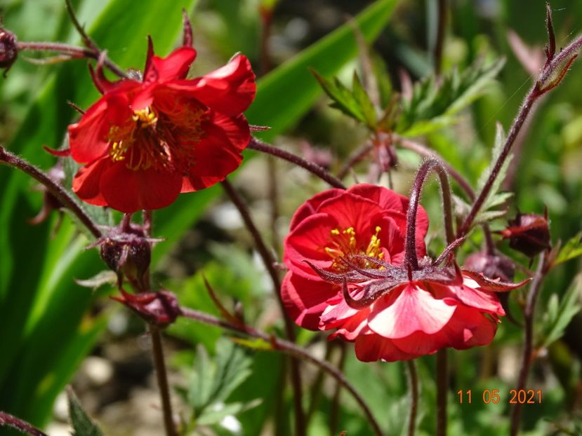 geum Flame of Passion - Primavara 2021