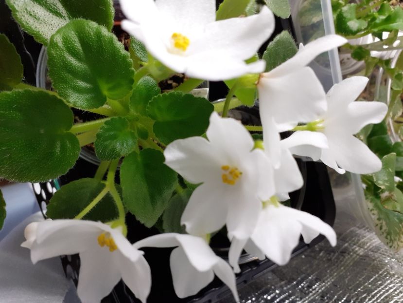  - Hibrid Sergiu TS 42