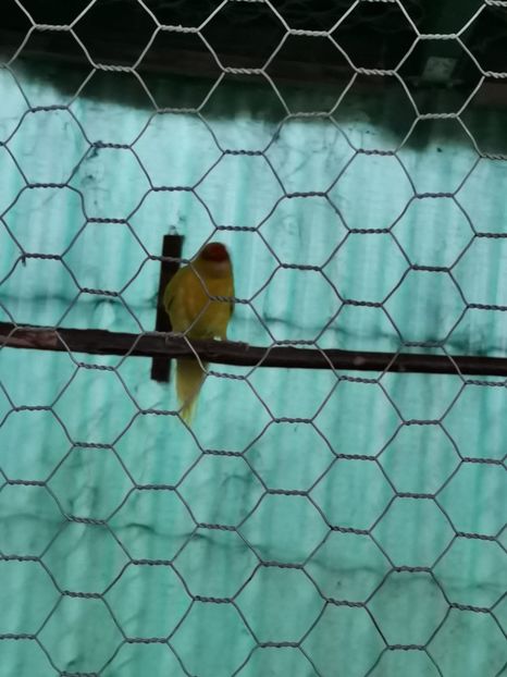 IMG-20210511-WA0020 - Kakariki