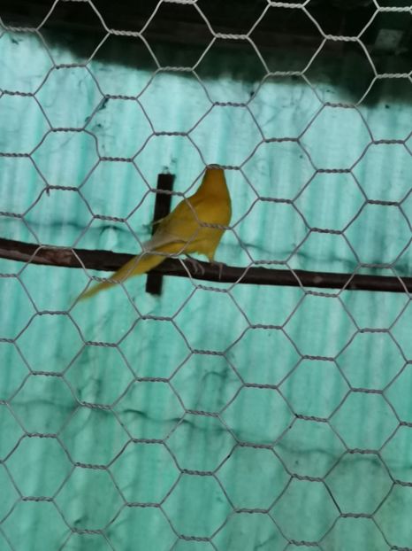 IMG-20210511-WA0021 - Kakariki