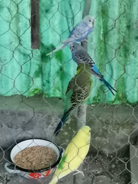 IMG-20210511-WA0013 - Peruși 2021