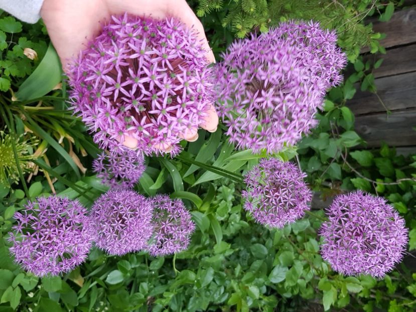  - Allium 2020 21 22