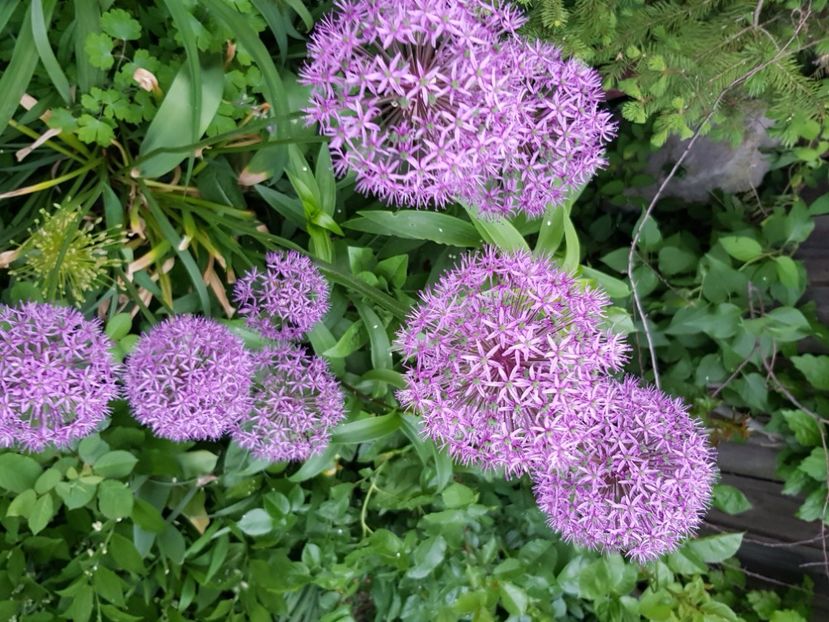  - Allium 2020 21 22