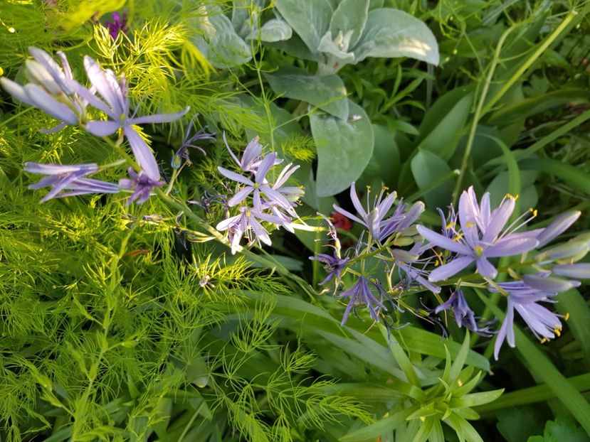  - Allium 2020 21 22