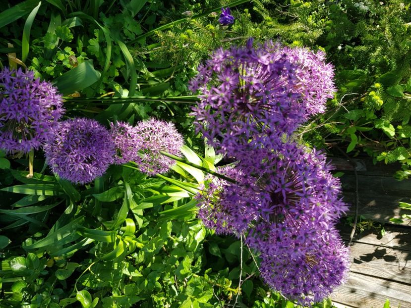  - Allium 2020 21 22