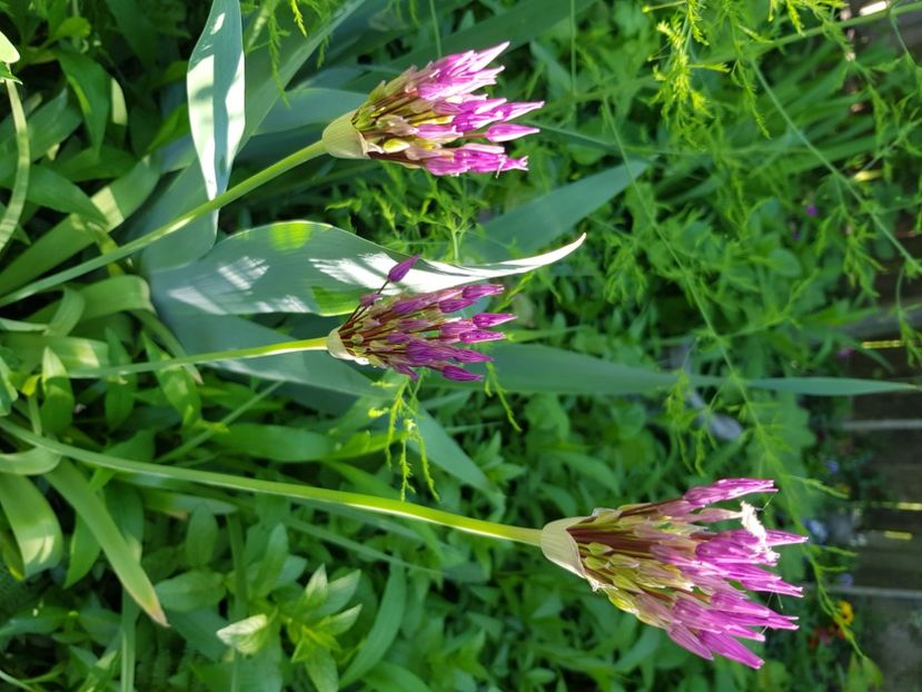  - Allium 2020 21 22