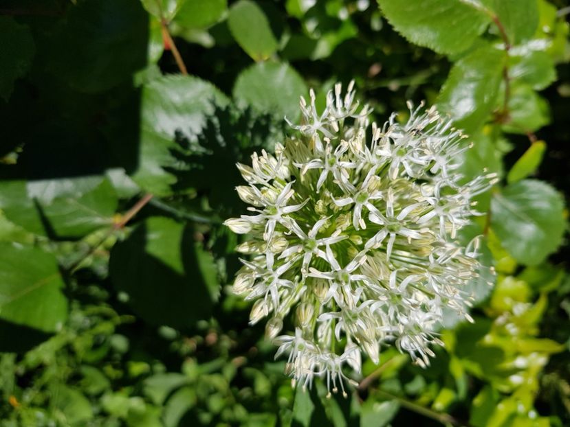  - Allium 2020 21 22