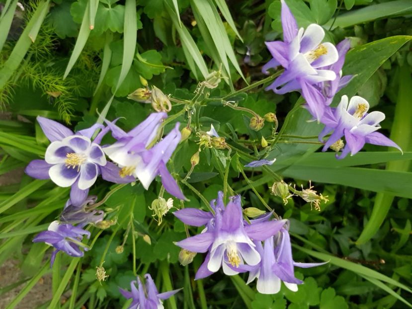  - Caldaruse 2020-2023