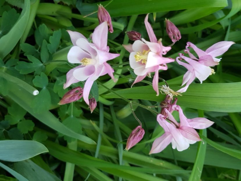  - Caldaruse 2020-2023