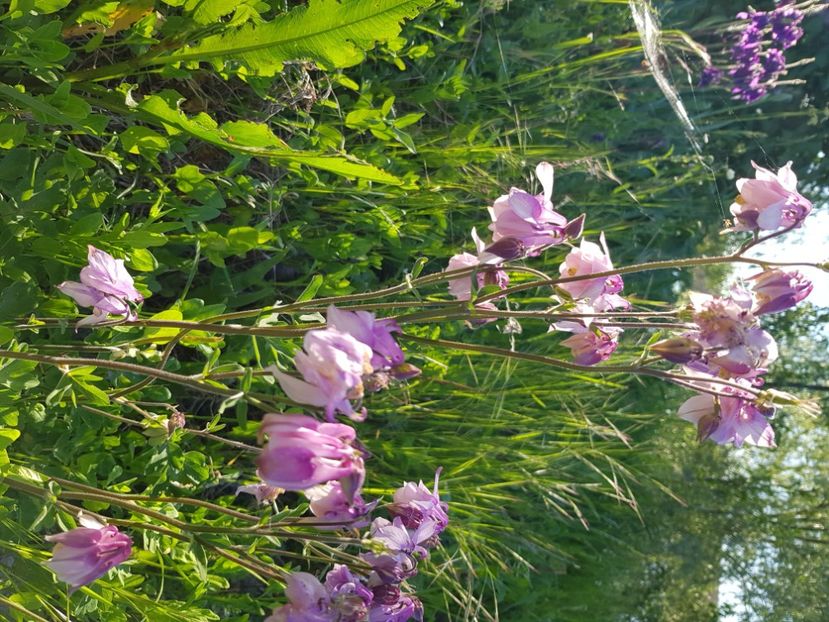  - Caldaruse 2020-2023