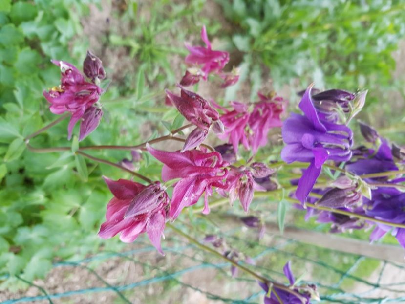  - Caldaruse 2020-2023