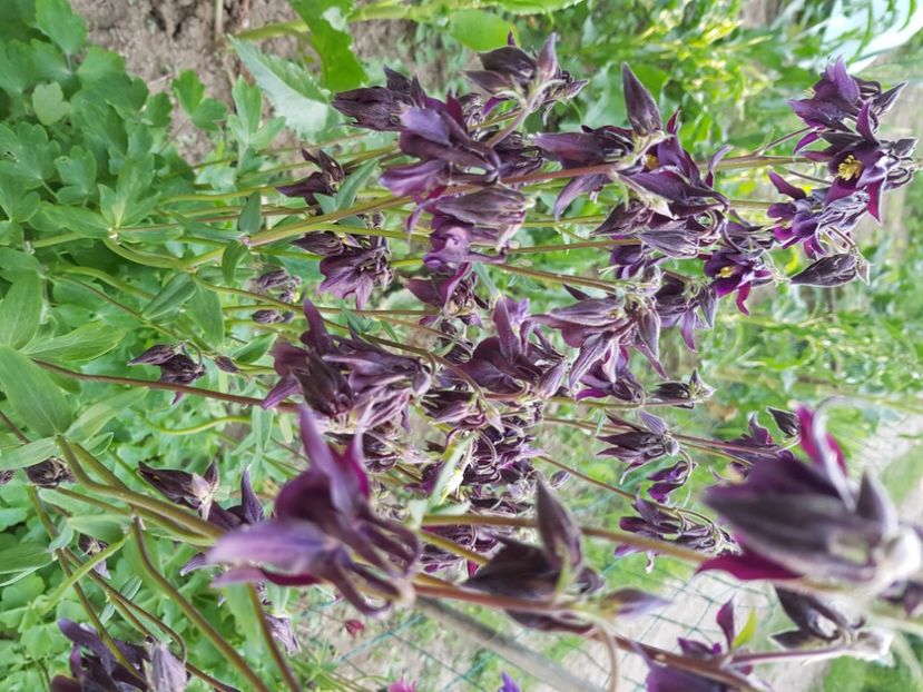  - Caldaruse 2020-2023