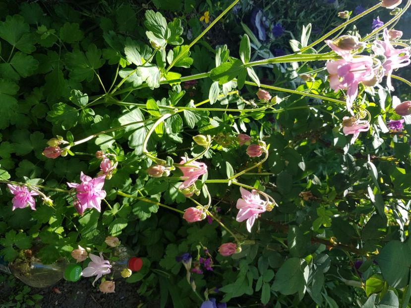  - Caldaruse 2020-2023