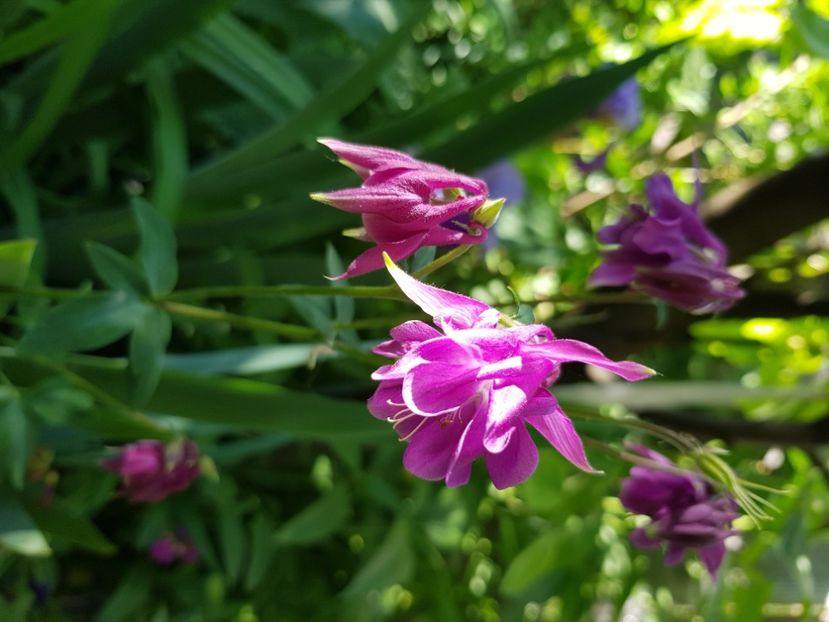  - Caldaruse 2020-2023