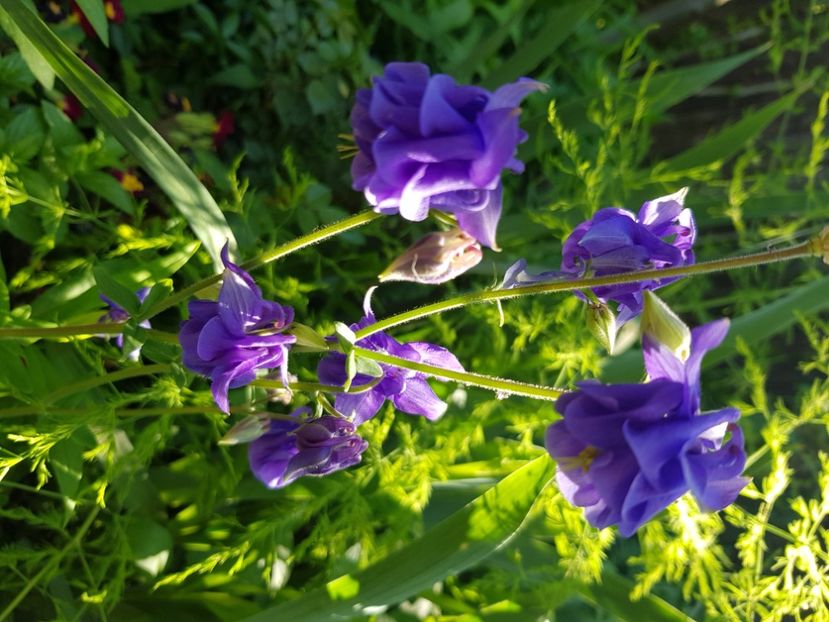  - Caldaruse 2020-2023