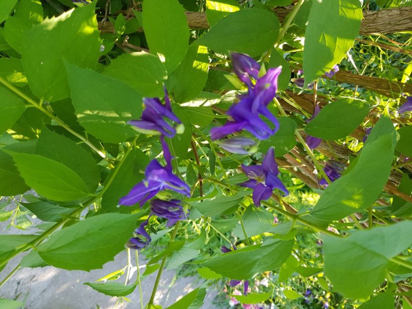  - Caldaruse 2020-2023