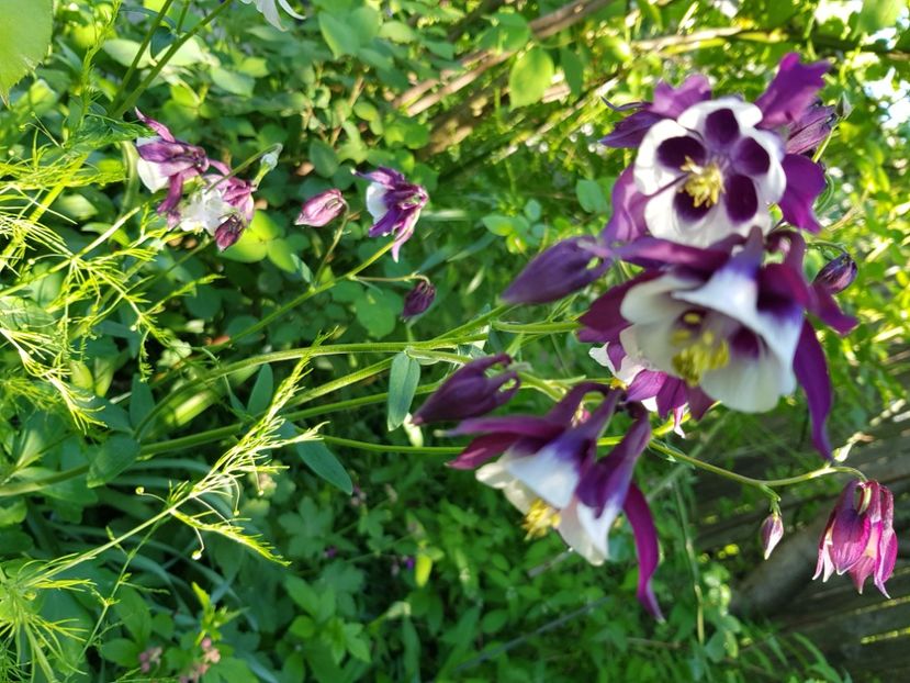  - Caldaruse 2020-2023