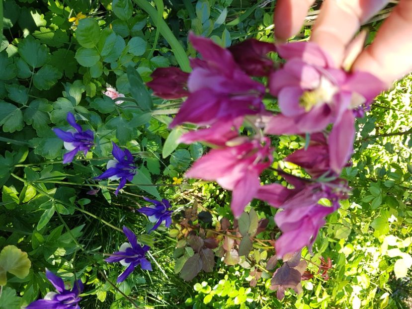  - Caldaruse 2020-2023