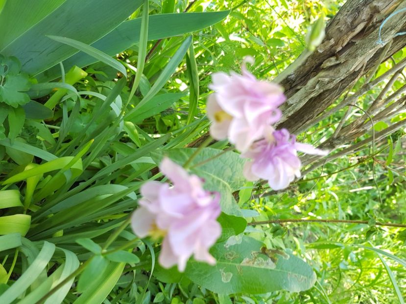  - Caldaruse 2020-2023