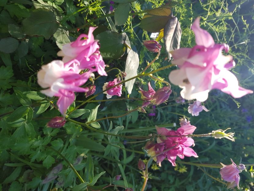  - Caldaruse 2020-2023