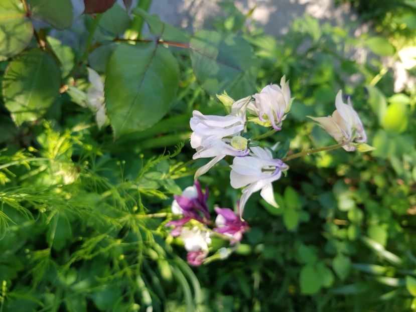  - Caldaruse 2020-2023