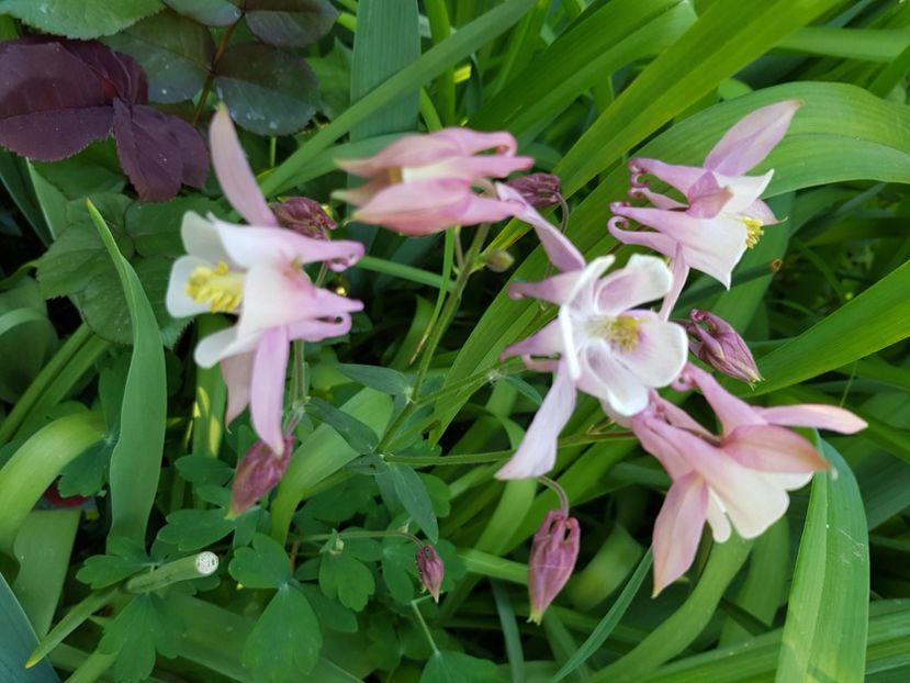  - Caldaruse 2020-2023