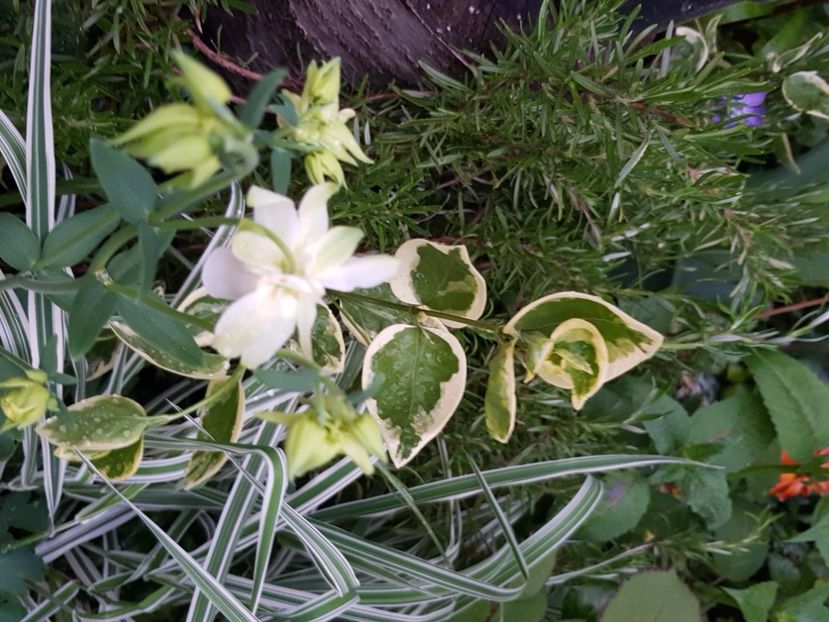  - Caldaruse 2020-2023