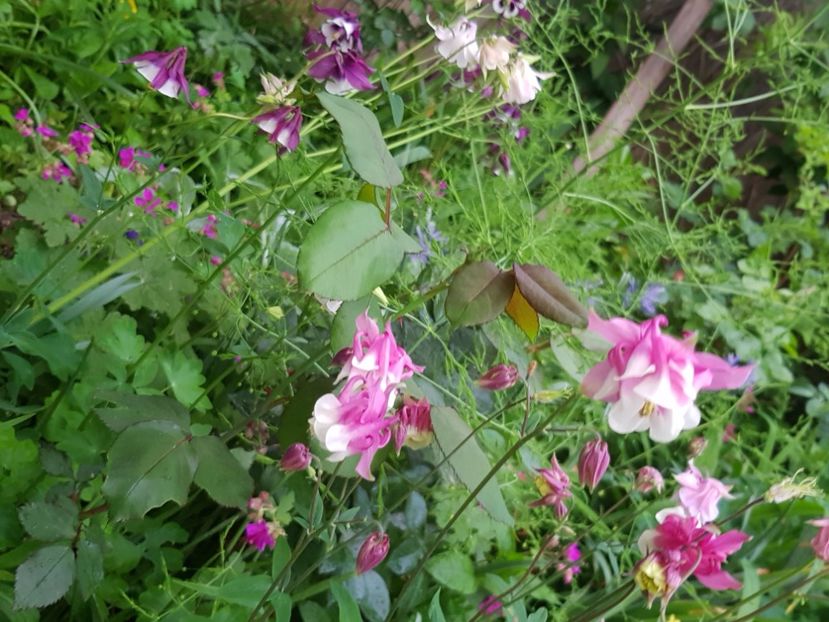  - Caldaruse 2020-2023