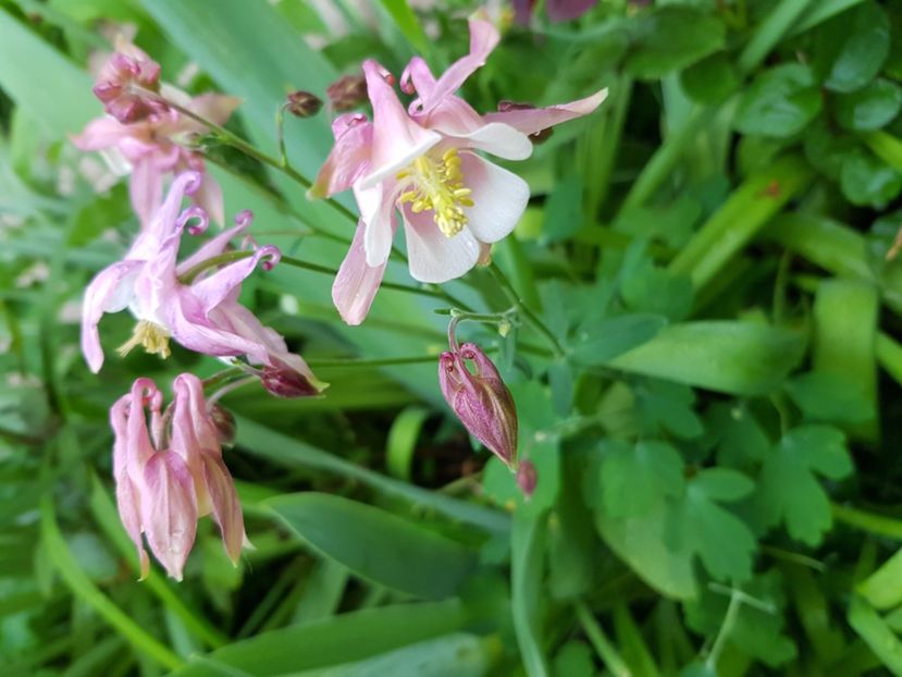  - Caldaruse 2020-2023