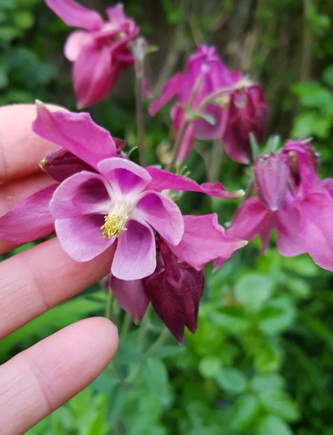  - Caldaruse 2020-2023