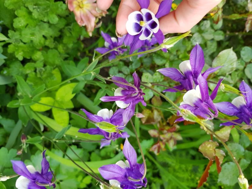  - Caldaruse 2020-2023