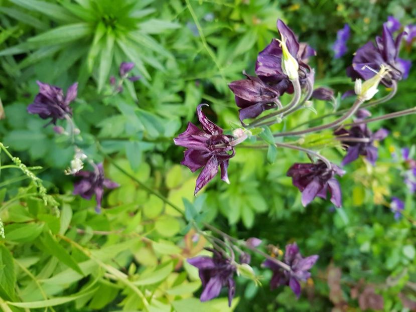  - Caldaruse 2020-2023