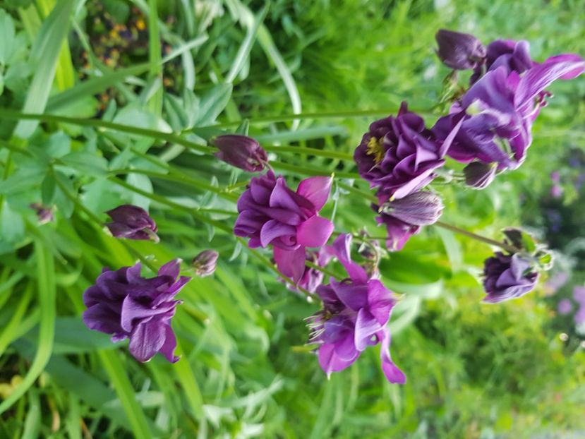  - Caldaruse 2020-2023