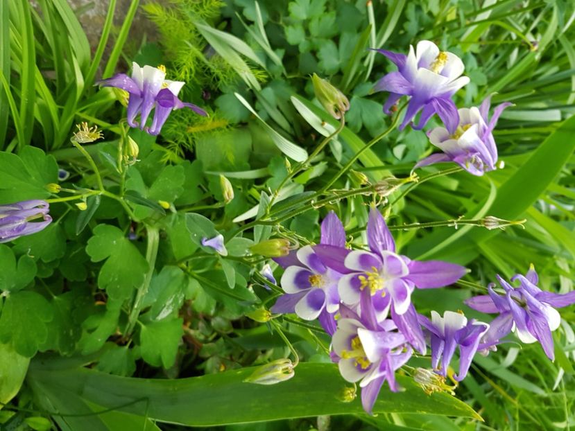  - Caldaruse 2020-2023