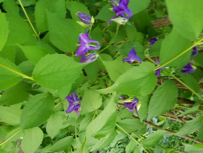  - Caldaruse 2020-2023