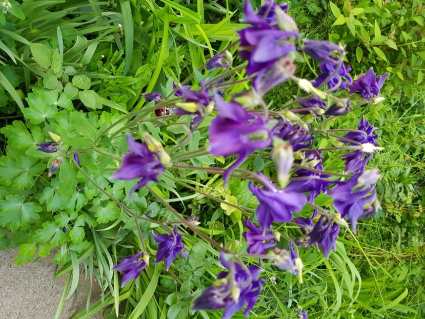  - Caldaruse 2020-2023