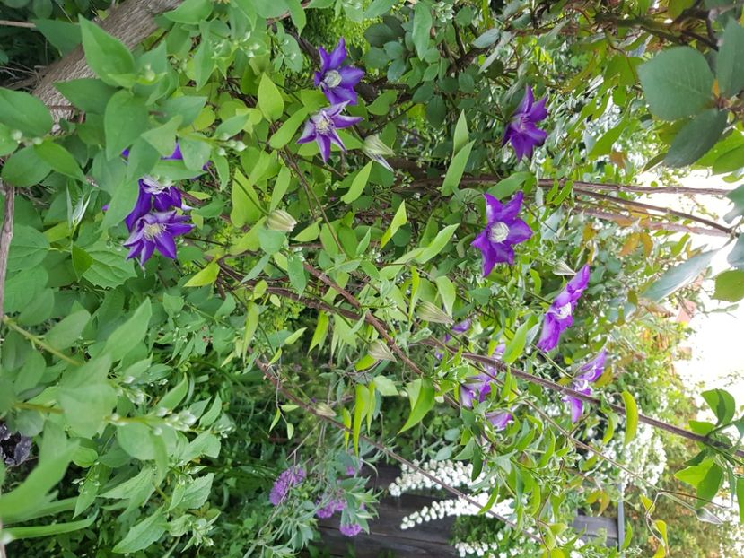  - Caldaruse 2020-2023