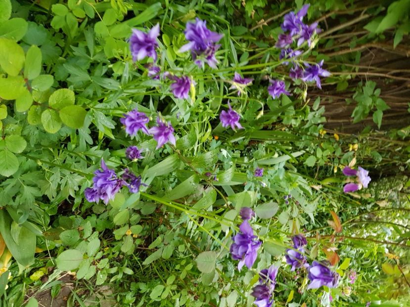  - Caldaruse 2020-2023