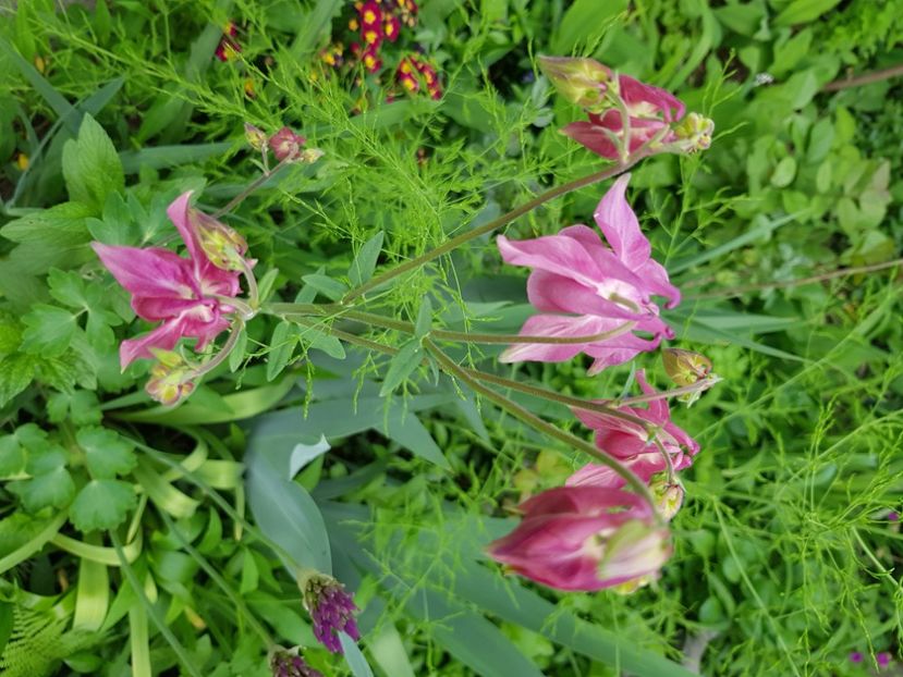  - Caldaruse 2020-2023