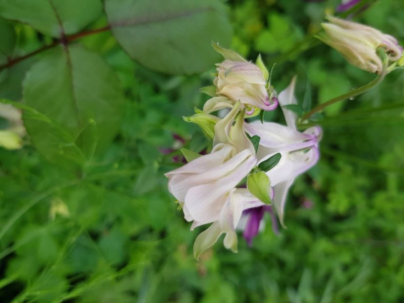  - Caldaruse 2020-2023