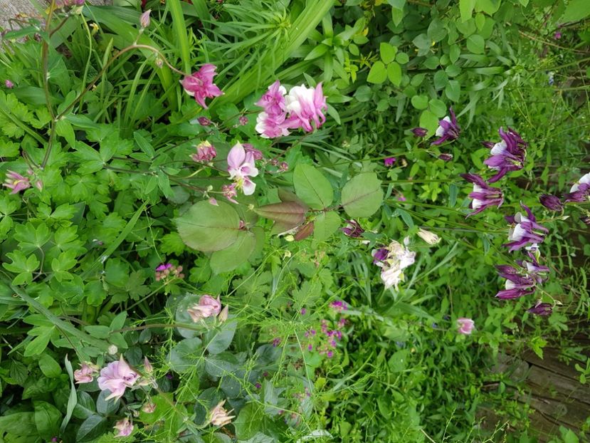  - Caldaruse 2020-2023