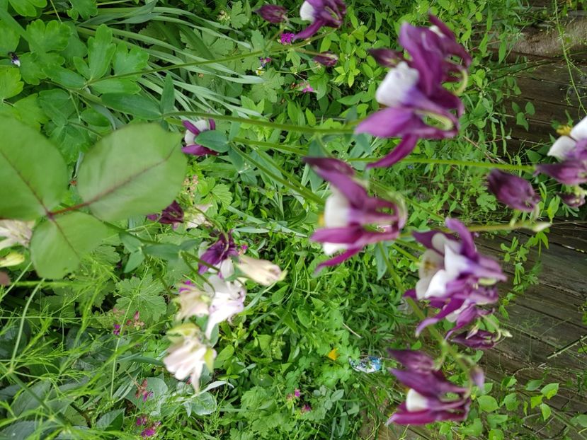  - Caldaruse 2020-2023