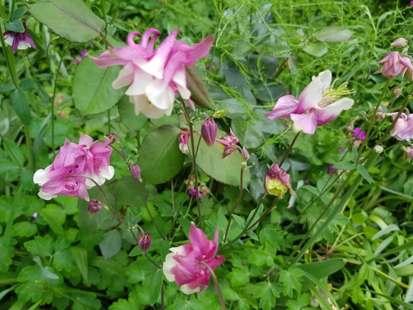  - Caldaruse 2020-2023