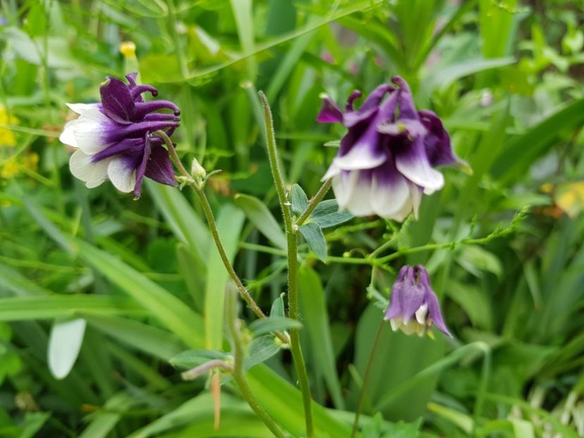  - Caldaruse 2020-2023