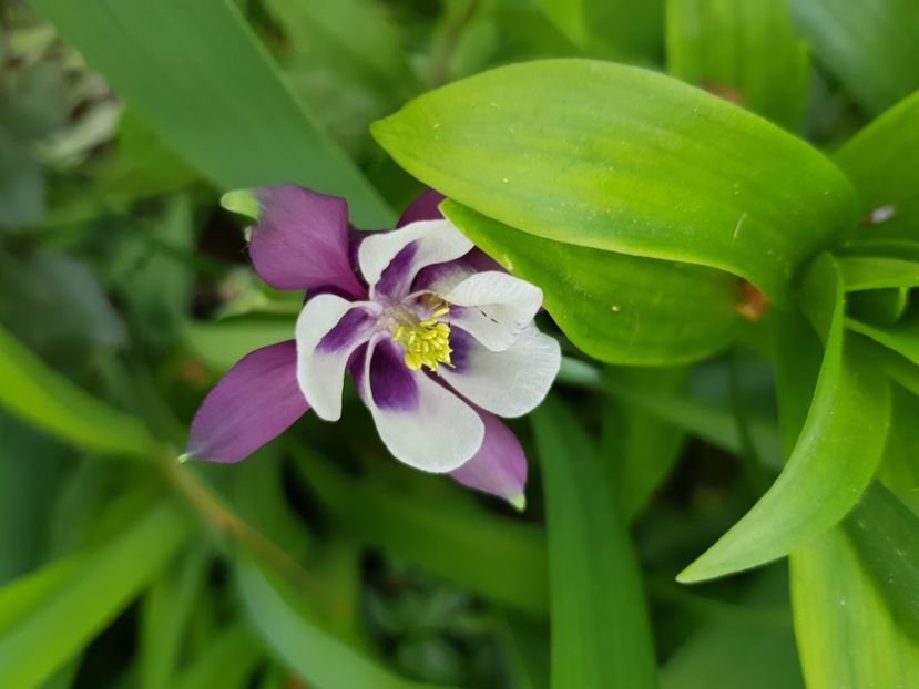  - Caldaruse 2020-2023