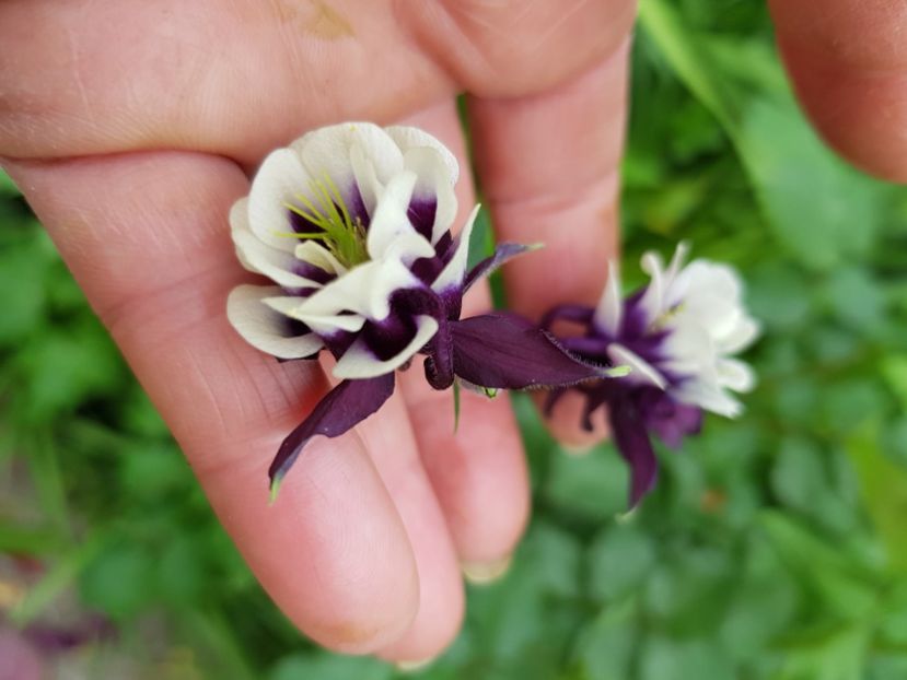  - Caldaruse 2020-2023